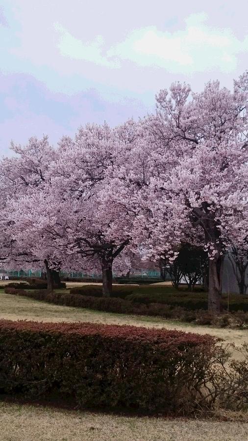 Oya No Yu Hotel Aizuwakamatsu Luaran gambar